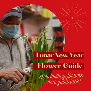 Lunar New Year Chinatown Flower & Plant Shopping Guide