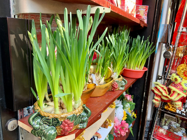 IN STORE PICKUP ONLY- Narcissus Arrangements and Bulbs